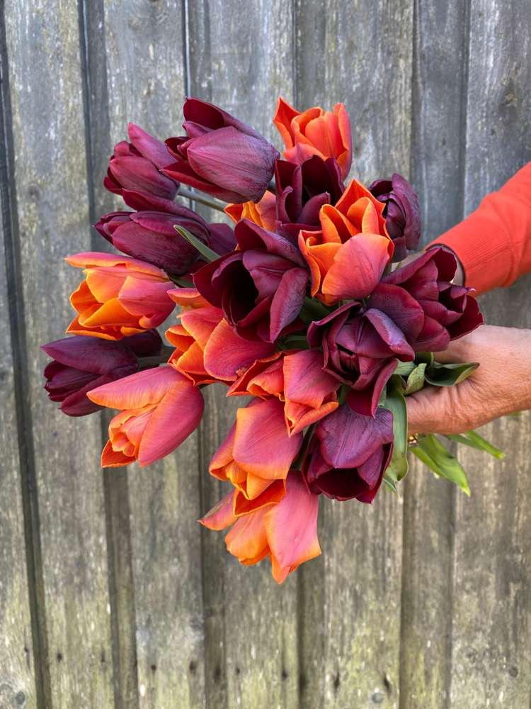 Tulpenmischung 'Hugo'